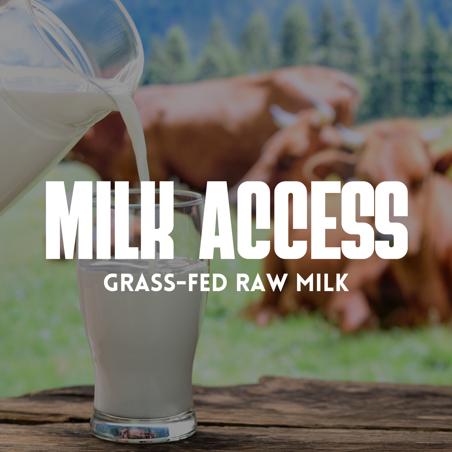The Milk Access Membership (Grass-Fed Raw Milk)