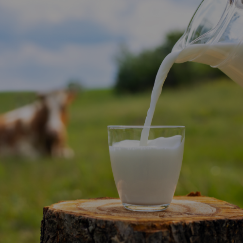 Grass-Fed Raw Milk Pet Treat (1/2 Gallon)